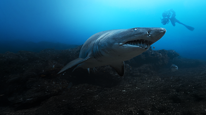 ‘버티 그레고리의 샤크 클로즈 업’ (제공: 디즈니플러스)