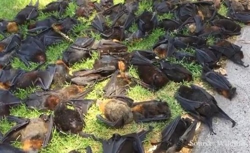 폭염에 죽은 박쥐들. 연합뉴스