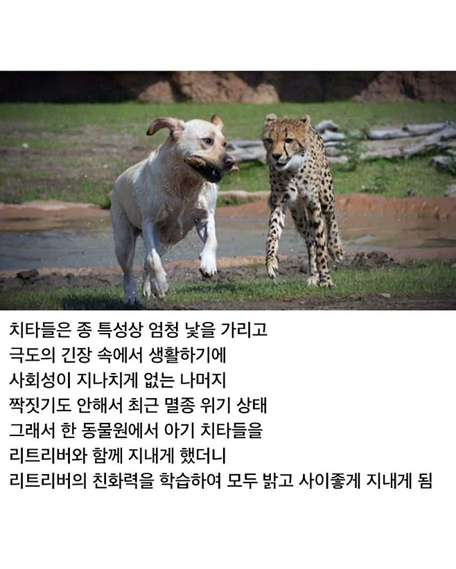 image.png 치타의 사교성 기르는 방법