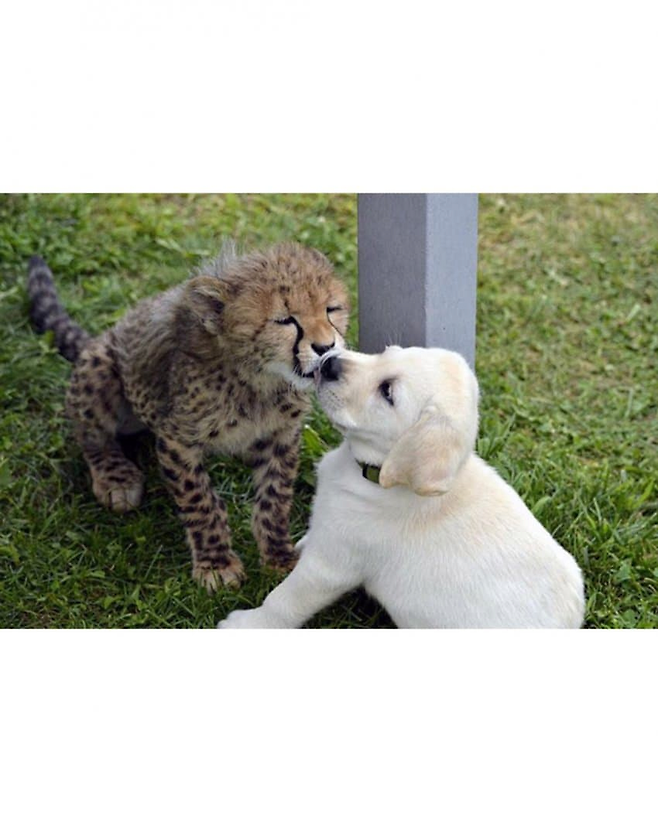 image.png 치타의 사교성 기르는 방법