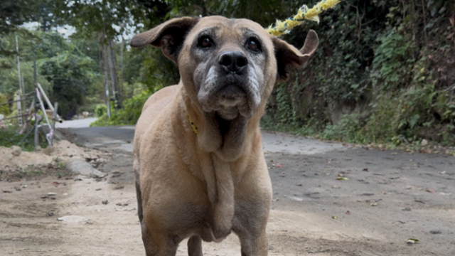 경기 남양주시 동물자유연대 '온센터'에서 지내고 있는 도사견 '경애'의 모습. 동그람이 정진욱