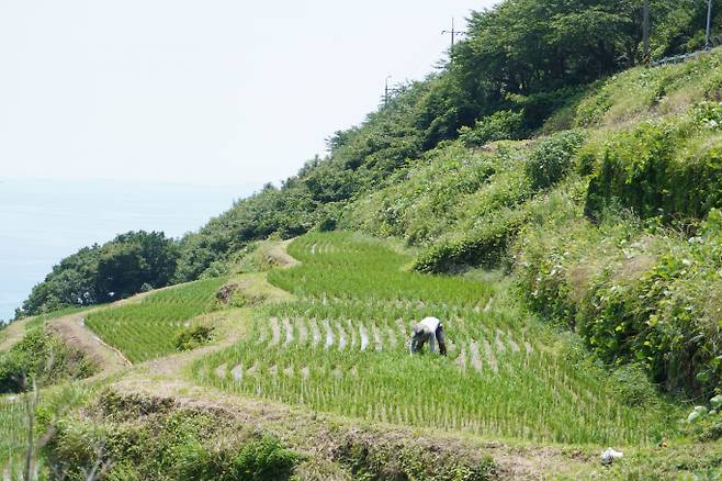 다랭이논에서 일하고 있는 마을 주민. IS포토