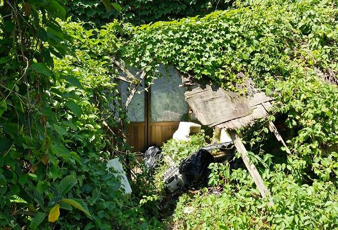 덤불 속에 가려져 있는 집 (제주시 제공)
