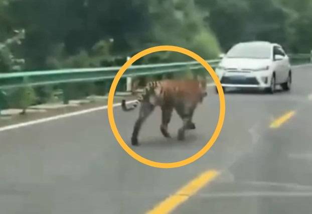 /사진=웨이보 영상 캡처