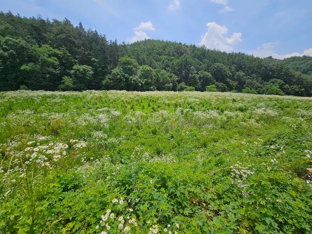 정동영 통일부 장관 후보자 가족이 투자한 경북 봉화군 봉화읍 화천리 태양광 시설 부지. 기자가 찾은 3일 이곳은 곳곳이 비포장인 데다 도로 옆으로 잡초 등이 우거져 있었다.