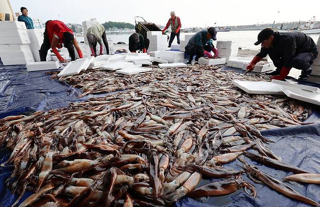 강원 강릉시 주문진항 어판장에서 어민들이 채낚기 어선이 잡아 온 오징어를 선별해 상자에 담고 있다. [연합]