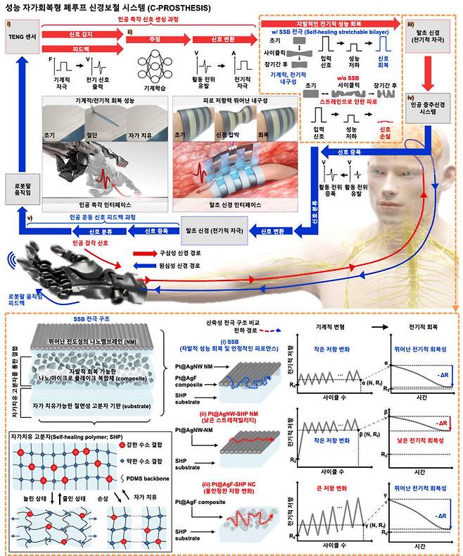 외부 손상과 장기간 사용에도 사용가능한 성능 자가회복형 폐루프 신경보철 시스템 개요. (사진=성균관대 제공) *재판매 및 DB 금지