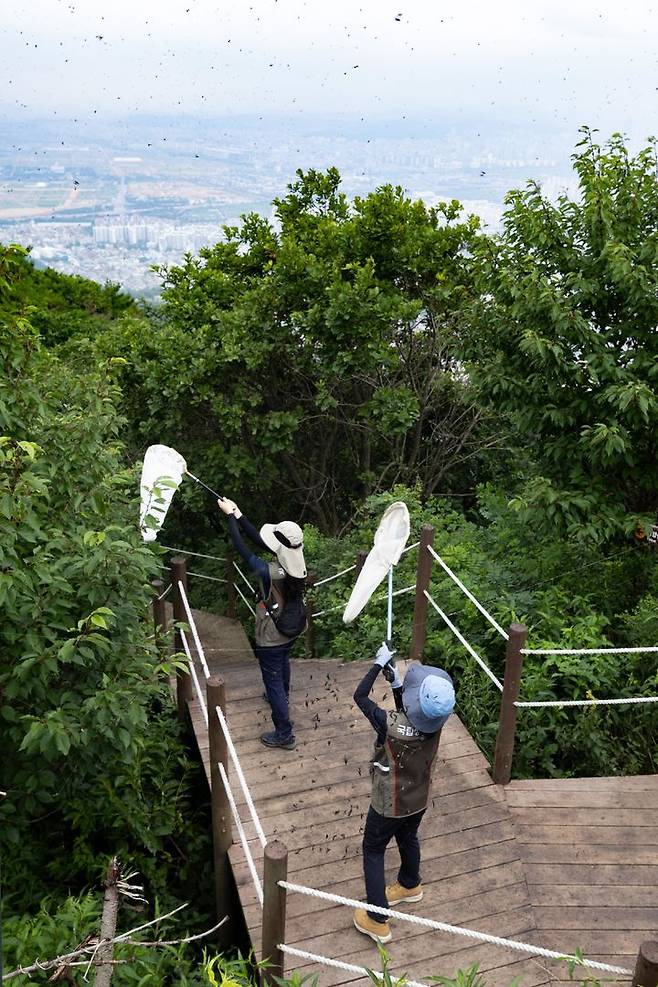 [서울=뉴시스] 4일 환경부 및 소속기관 직원들이 인천 계양구 계양산에서 러브버그(붉은등우단털파리) 성체를 제거하기 위해 송풍기와 포충망을 활용하여 방제 작업을 하고 있다. (사진=환경부 제공) 2025.07.04. photo@newsis.com *재판매 및 DB 금지