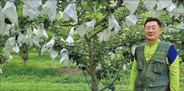 충남 아산시 음봉면의 배농가 강보식씨가 과수원에서 ‘그린시스’ 배 생육을 살피고 있다.