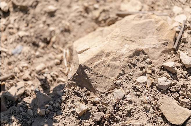 다우 포도밭 점토질 석회 토양.&nbsp; 홈페이지