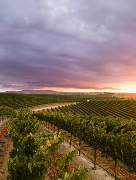 파소 로블스 포도밭.&nbsp;