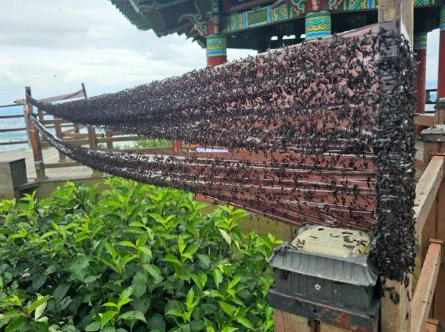 인천 계양산 등지에 '러브버그'로 불리는 붉은등우단털파리 떼가 출몰하면서 관련 민원도 급증하고 있다. 연합뉴스