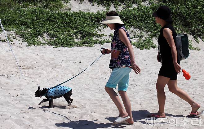 반려견과 함께 수영을 마친 뒤 해변을 산책 중인 가족들. ⓒ제주의소리