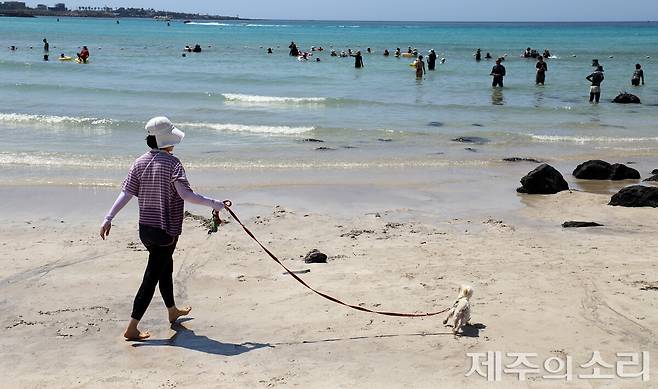 해수욕을 즐기고 있는 반려견과 반려인. ⓒ제주의소리