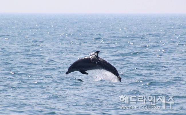 생태법인 1호 지정을 추진 중인 제주남방큰돌고래. (사진=핫핑크돌핀스)