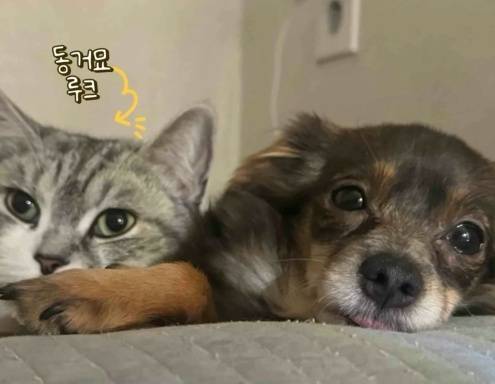 반려묘와도 사이좋게 잘 지내는 땅콩이(VIP동물의료센터 제공) ⓒ 뉴스1