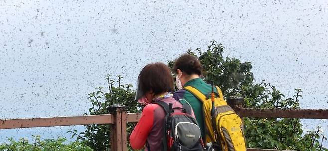 지난달 30일 오전 인천 계양구 계양산 정상이 러브버그(붉은등우단털파리)들로 뒤덮여 등산객들이 불편을 겪고 있다. 연합뉴스