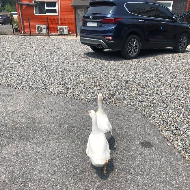경기 평택의 한 철강공장에서 거위 두 마리가 공장 마당을 순찰하듯 돌아다니는 모습. /독자제공