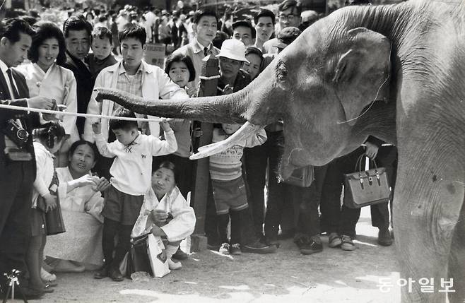창경원 동물원의 코끼리 1968년 4월 14일