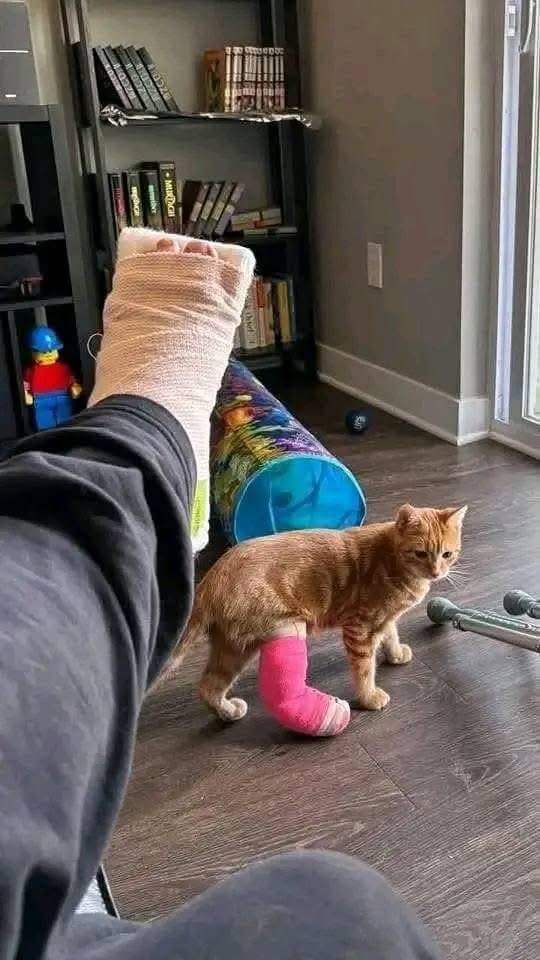 오토바이 타다 다친 고양이