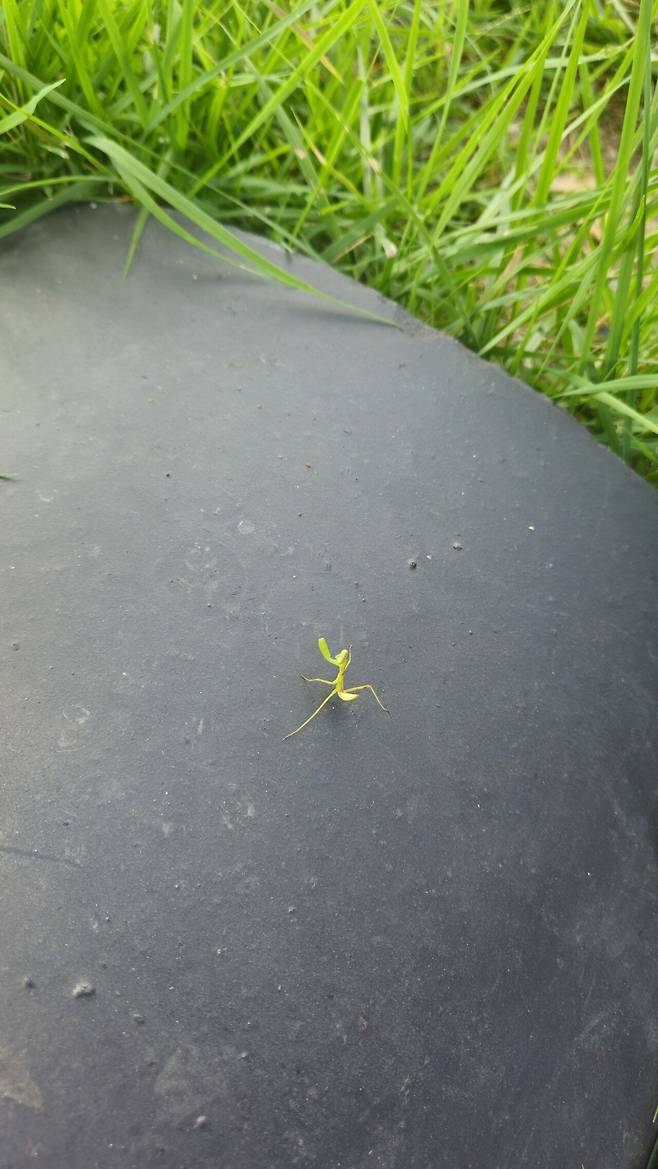 당신은 쵸 까와이 아가 사마귀를 봤습니다