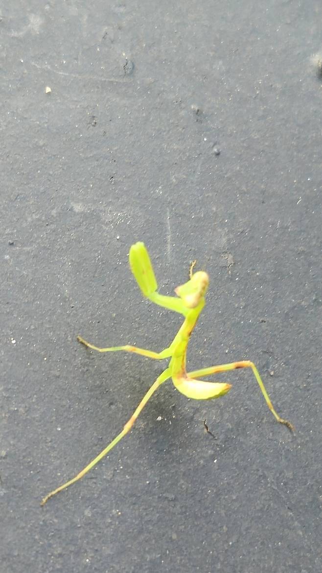 당신은 쵸 까와이 아가 사마귀를 봤습니다