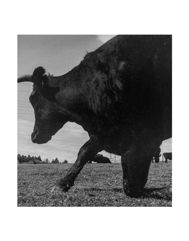 2011년 일본 후쿠시마 제1원자력발전소 사고 발생 이후 출입이 금지된 곳에 있는 '희망 목장'에서 계속 살고 있는 검은 소. 이 사진을 찍은 정주하 작가는 사고 이후 매년 후쿠시마를 찾고 있다. ⓒ 정주하 작가