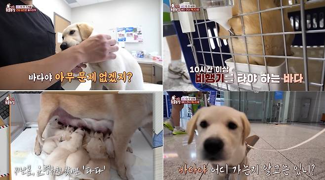 지상파 방송에 방영된 유기견 해외입양 프로그램 촬영 과정에서 국내 한 동물단체가 검역 절차를 위반한 것으로 확인됐다. 서류 상 개의 나이, 전염병 예방접종 여부를 조작해 검역 심사를 통과했다. SBS TV동물농장 갈무리