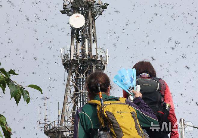 [인천=뉴시스] 전진환 기자 = 30일 오전 인천 계양구 계양산 정상에서 러브버그(붉은등우단털파리) 무리가 등산로와 등산객들에게 들러붙으며 불쾌감을 주고있다.  2025.06.30. amin2@newsis.com