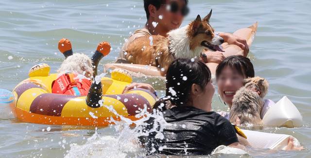 전국적으로 폭염이 이어지고 있는 5일 인천 중구 영종도 선녀바위해수욕장에서 열린 '인천 댕댕(반려견) 썸머비치'를 찾은 반려견과 보호자들이 더위를 식히고 있다. 연합뉴스