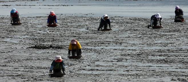 참꼬막 잡는 모습 [연합뉴스 자료]