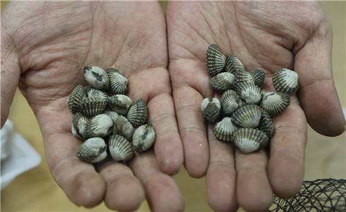 참꼬막 종패 [촬영 형민우]