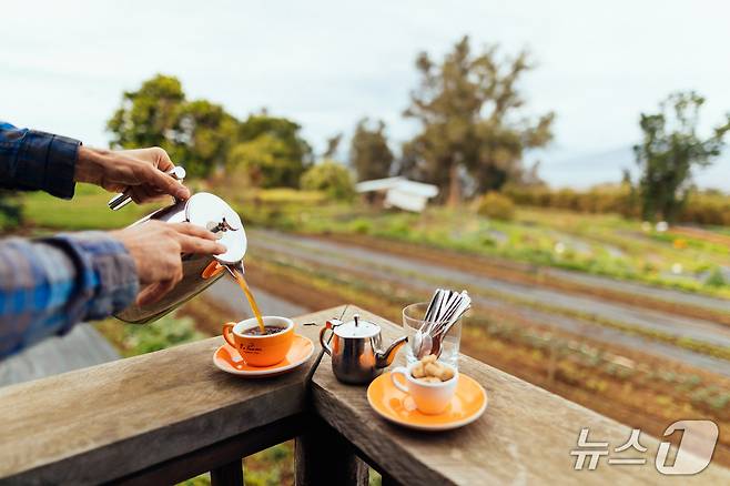 코나지역에서 진행하는 커피 투어(하와이관광청 제공)