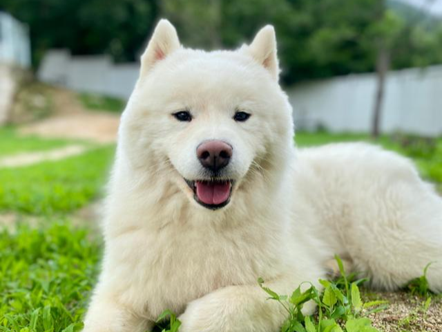 산속 떠돌던 '마요'가 구조 뒤 가족을 기다리고 있다. 워크온 제공