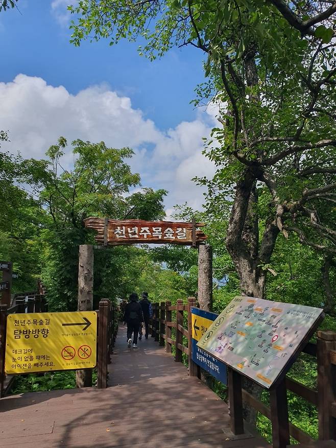 다양한 테마로 만들어진 천년주목숲길. 평창=윤현주 기자