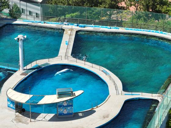 The Geoje Sea World marine zoo in Geoje, South Gyeongsang [HOT PINK DOLPHINS]