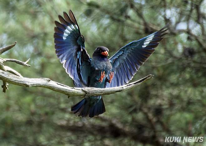 파랑새는 행복을 상징하는 새이지만, 실제 성격은 고약한 여름철새로 알려져 있다.