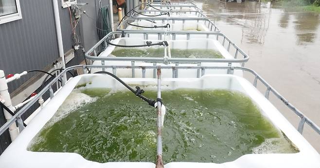 파이코헬스는 본사에서 배양한 해조류를 자동차로 30분 떨어진 육상 양식장에서 키운 뒤 다시 가져와 이 수조에 보관하고 내부 설비를 활용해 정제, 건조, 추출, 가공 단계를 거친다.