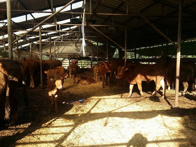소는 오랜 시간 인간과 함께 살아온 대표적 가축이다. ⓒ최태규 제공