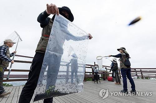 러브버그 방제 작업하는 환경부 직원들
    (서울=연합뉴스) 4일 환경부 및 소속기관 직원들이 인천 계양산을 중심으로 활동 중인 러브버그 성체를 제거하기 위해 송풍기와 포충망을 활용해 방제 작업을 하고 있다. 2025.7.4 [환경부 제공. 재판매 및 DB 금지]
    photo@yna.co.kr
(끝)