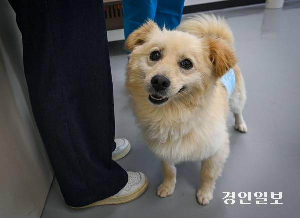 경기도가 동물학대 의심 사건에 과학적으로 진단·대응하기 위해 ‘수의법의검사’를 도입한다. 사진은 기사와 관련 없음. /경인일보DB