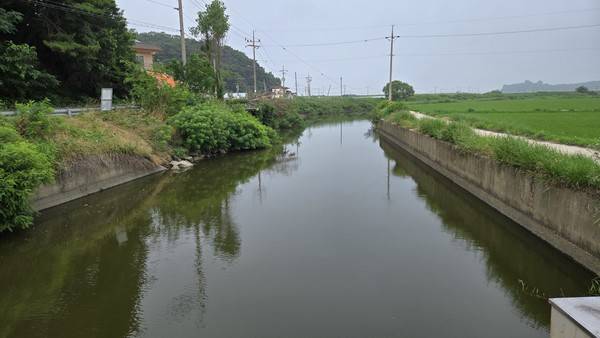 &nbsp;오염된 다송천 하류 모습 [사진 = 한의동 기자]