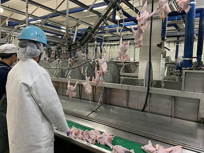 서구 가좌동의 한 닭 도축장에 인천시 보건환경연구원이 파견한 검사관이 닭 도축과정을 검사하고 있다.