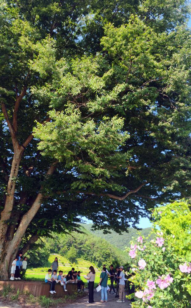 낮 최고기온이 35도를 웃돌아 폭염경보가 발효됐던 7일 화순군 청풍면 한 느티나무 아래에서 청풍초 학생들이 영화 촬영을 하고 있다. ‘영상으로 담아내는 작은학교’ 프로젝트의 하나로 학생들이 배우·감독·스태프 등의 역할을 맡았다.