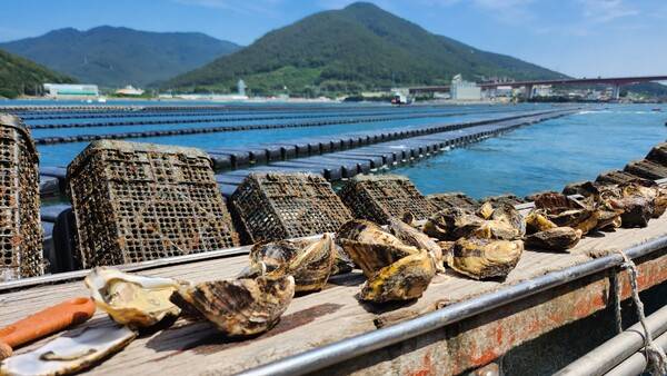 거제에서 개체굴 양식으로 생산한 굴. /이원재 기자