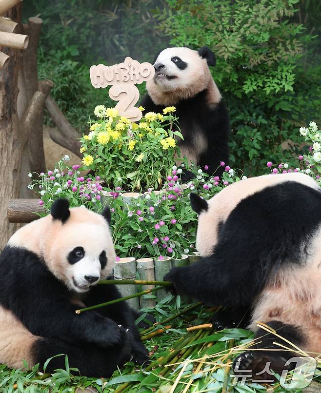 쌍둥이 아기판다 루이바오·후이바오가 두돌 생일을 맞은 7일 오전 경기 용인시 처인구 에버랜드 판다월드에서 엄마 아이바오와 루이바오·후이바오가 먹이를 먹고 있다. 2025.7.7/뉴스1 ⓒ News1 김영운 기자