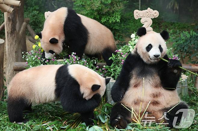 쌍둥이 아기판다 루이바오·후이바오가 두돌 생일을 맞은 7일 오전 경기 용인시 처인구 에버랜드 판다월드에서 엄마 아이바오와 루이바오·후이바오가 먹이를 먹고 있다. 2025.7.7/뉴스1 ⓒ News1 김영운 기자