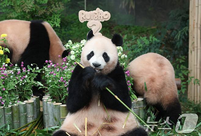쌍둥이 아기판다 루이바오·후이바오가 두돌 생일을 맞은 7일 오전 경기 용인시 처인구 에버랜드 판다월드에서 엄마 아이바오가 먹이를 먹고 있다. 2025.7.7/뉴스1 ⓒ News1 김영운 기자