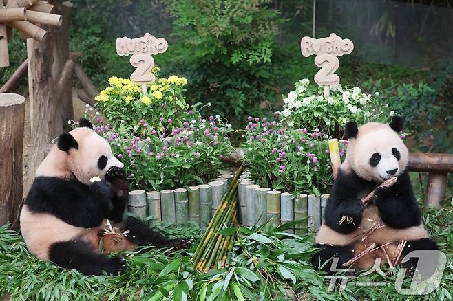 쌍둥이 아기판다 루이바오·후이바오가 두돌 생일을 맞은 7일 오전 경기 용인시 처인구 에버랜드 판다월드에서 루이바오·후이바오가 먹이를 먹고 있다. 2025.7.7/뉴스1 ⓒ News1 김영운 기자