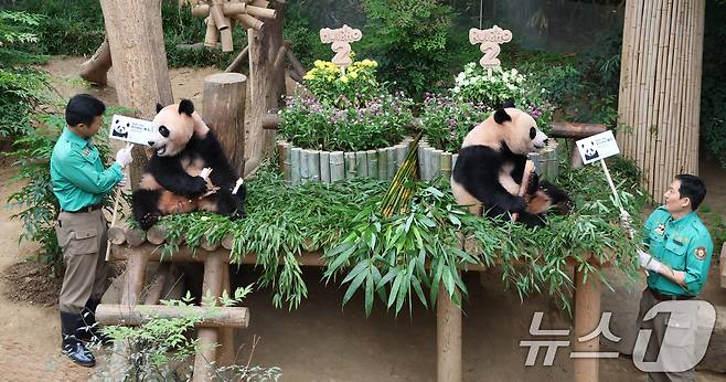 쌍둥이 아기판다 루이바오·후이바오가 두돌 생일을 맞은 7일 오전 경기 용인시 처인구 에버랜드 판다월드에서 루이바오·후이바오가 강철원·송영관 주키퍼에게 사원증을 받고 있다. 2025.7.7/뉴스1 ⓒ News1 김영운 기자